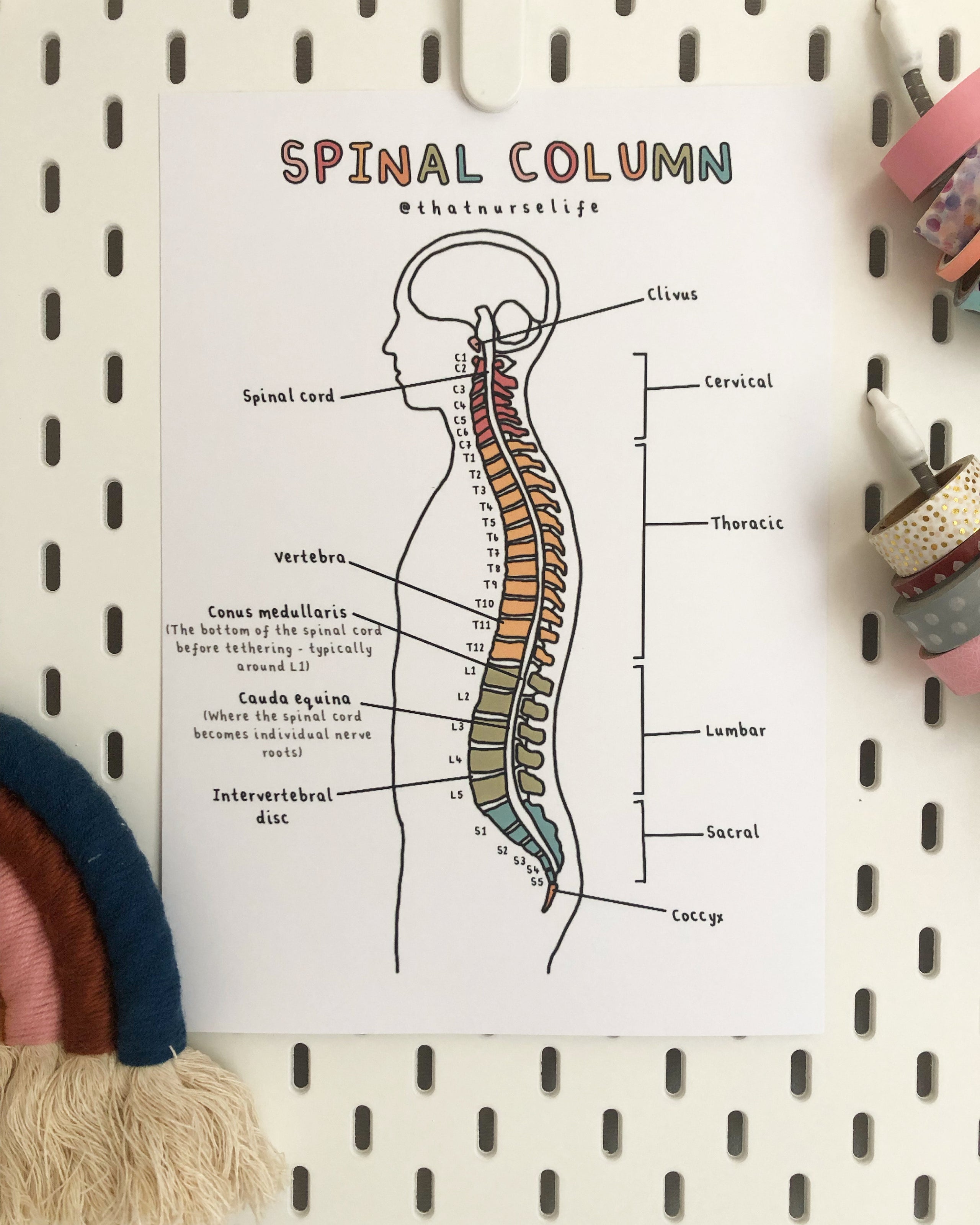 Colourful Anatomy Posters